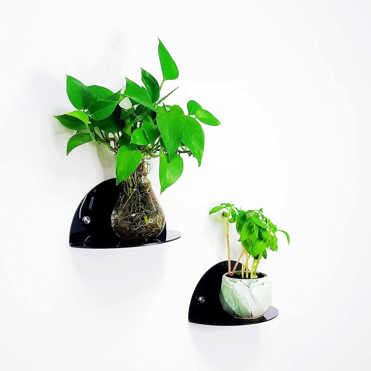 Bring green to a bare wall